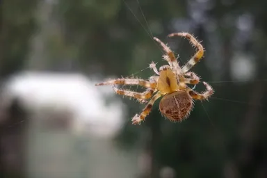 European Garden Spider