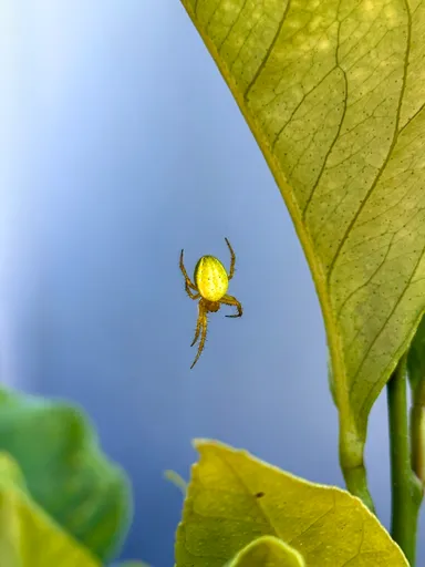 Cucumber Green Spider