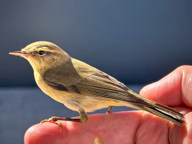 Iberian Chiffchaff