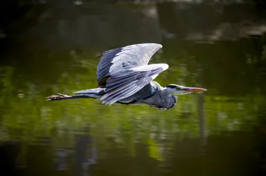 Grey Heron