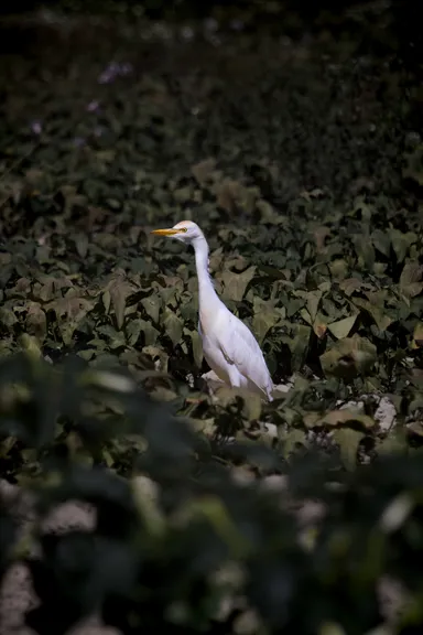 Cattle Egret