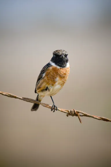 European Stonechat