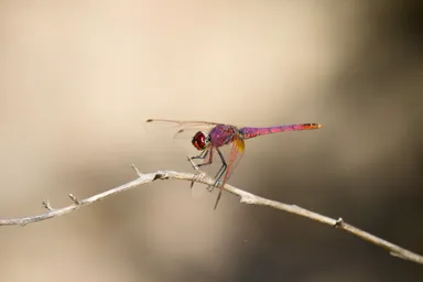 Violet-marked Darter