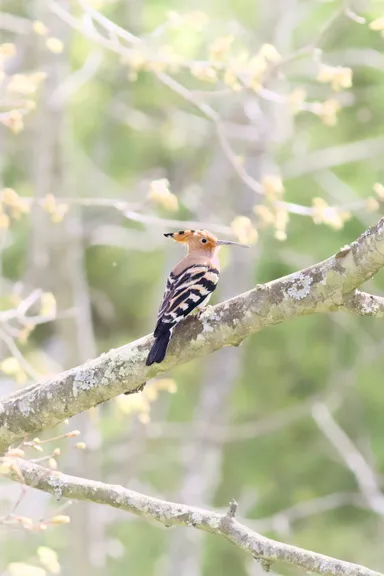 Eurasian Hoopoe