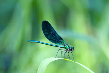 Beautiful Demoiselle
