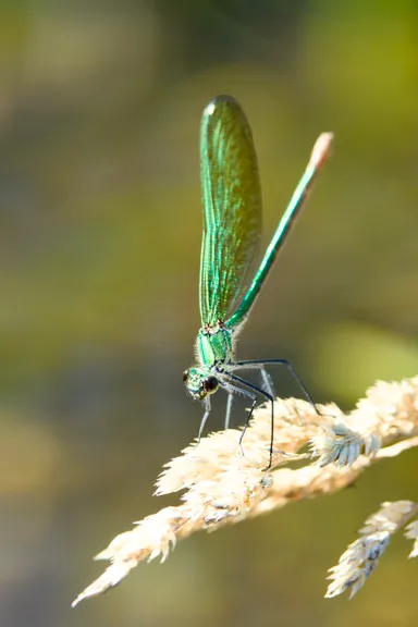 Banded Demoiselle