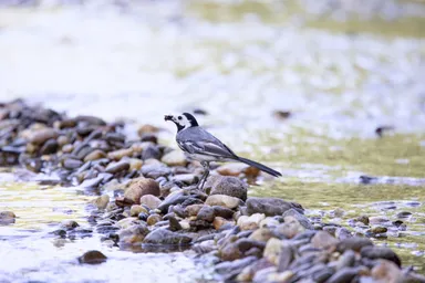 White Wagtail