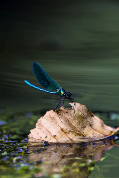 Beautiful Demoiselle