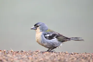 Azores Chaffinch