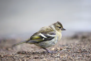 Azores Chaffinch