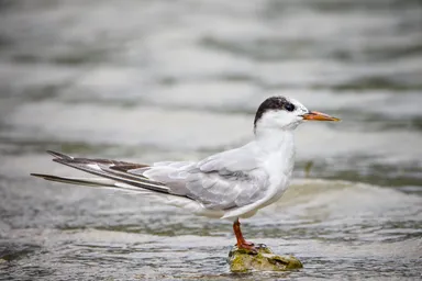 Forster’s Tern