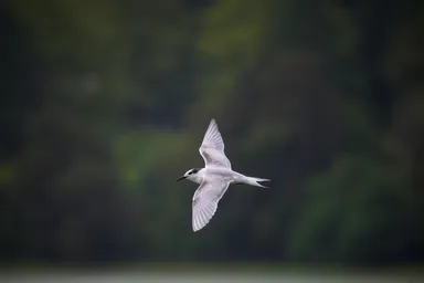 Forster’s Tern