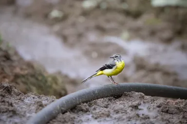 Gray Wagtail