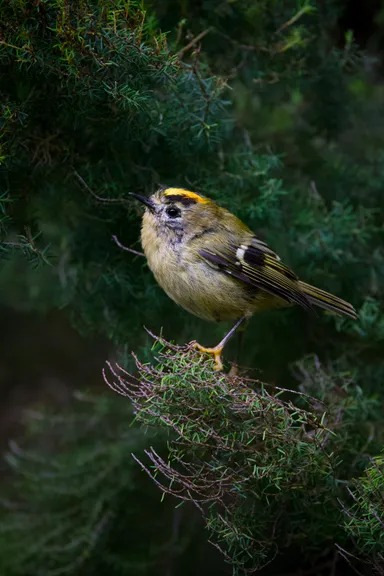 Goldcrest