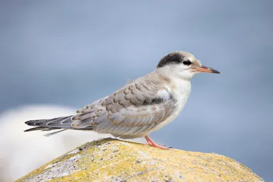 Common Tern