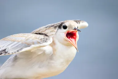 Common Tern