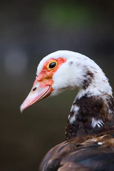 Muscovy Duck