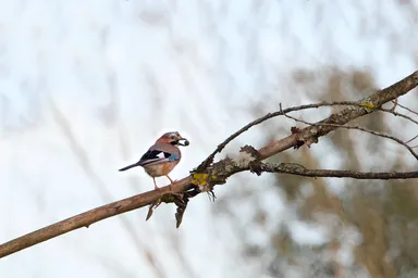 Eurasian Jay