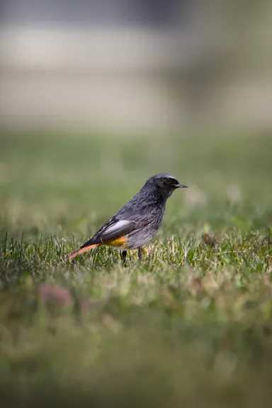 Black Redstart