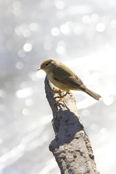 Common Chiffchaff