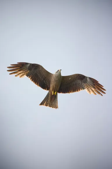 Black Kite