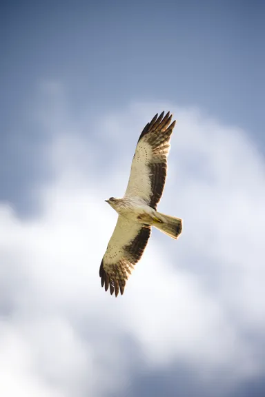 Booted Eagle