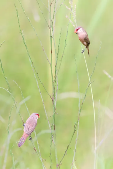 Common Waxbill