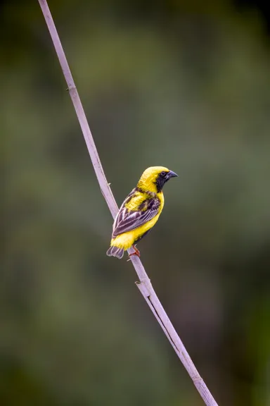 Yellow-crowned Bishop