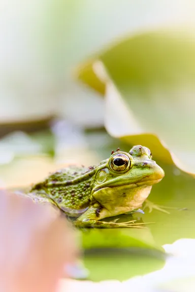 Water Frog