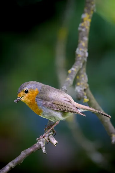 European Robin